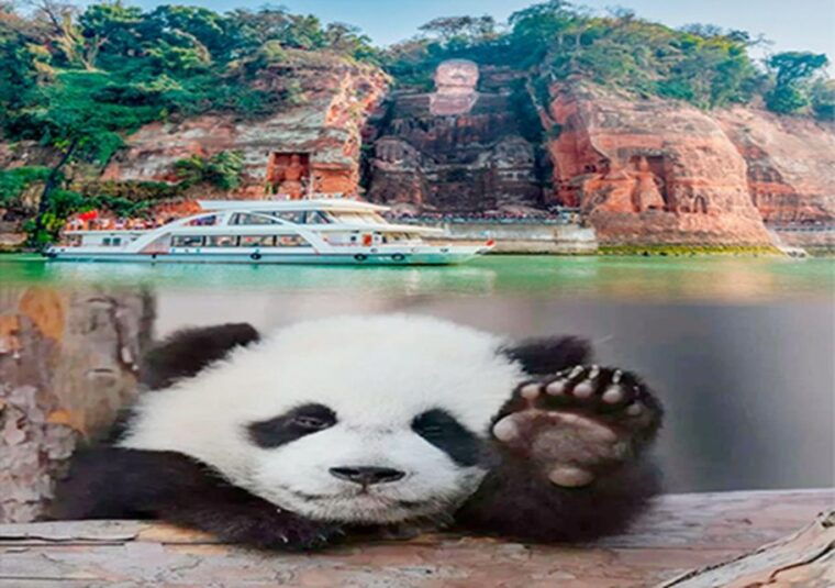 chengdu-panda-leshan-buddha-one-day-private-tour