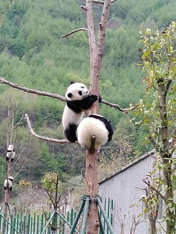chengdu-private-panda-tour-at-panda-breeding-base