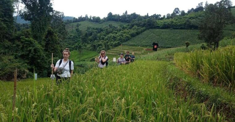 chiang-mai-2-day-jungle-trek-with-elephant-farm-raft-ride