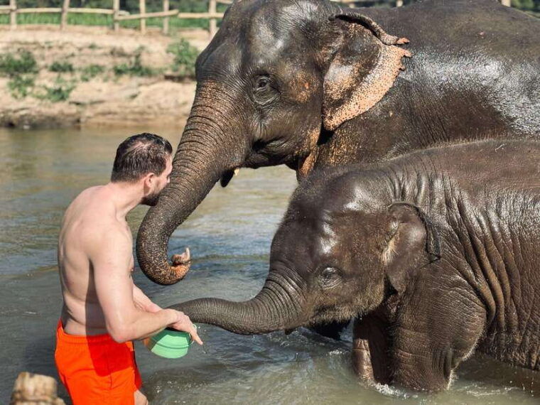 chiang-mai-elephant-sanctuary-feeding-program-half-day-tour