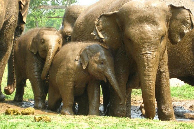 Chiang Mai Zipline White Water Rafting and Elephant Sanctuary - Frequently Asked Questions