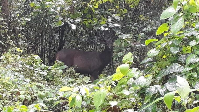 chitwan-4-day-chitwan-national-park-tiger-safari-tour