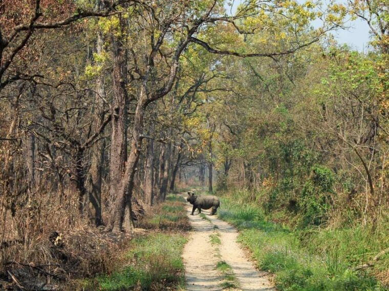 chitwan-jungle-safari-3-day-wildlife-expedition