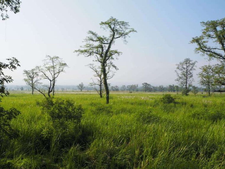 chitwan-national-park-full-day-jeep-safari-with-lunch