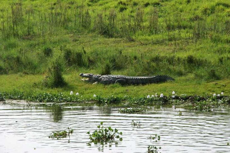 chitwan-national-park-tower-night-stay-with-nature-guide