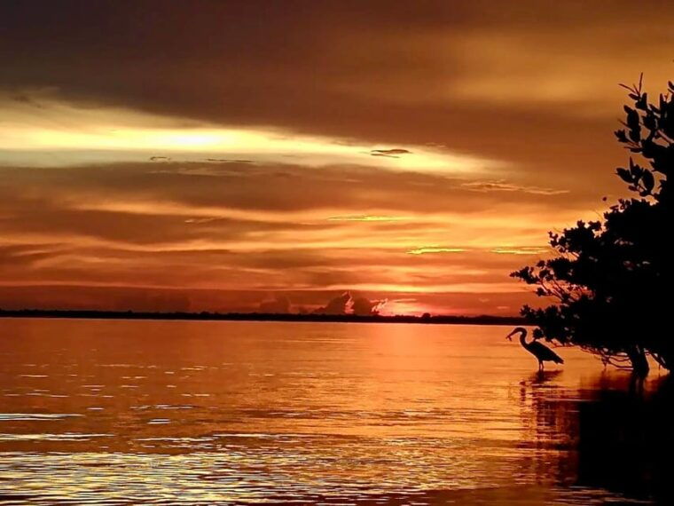 cocoa-beach-merritt-island-guided-dolphin-and-manatee-tour