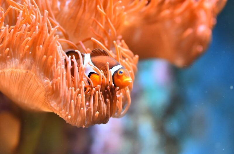 cologne-cologne-zoo-and-aquarium-entry-ticket