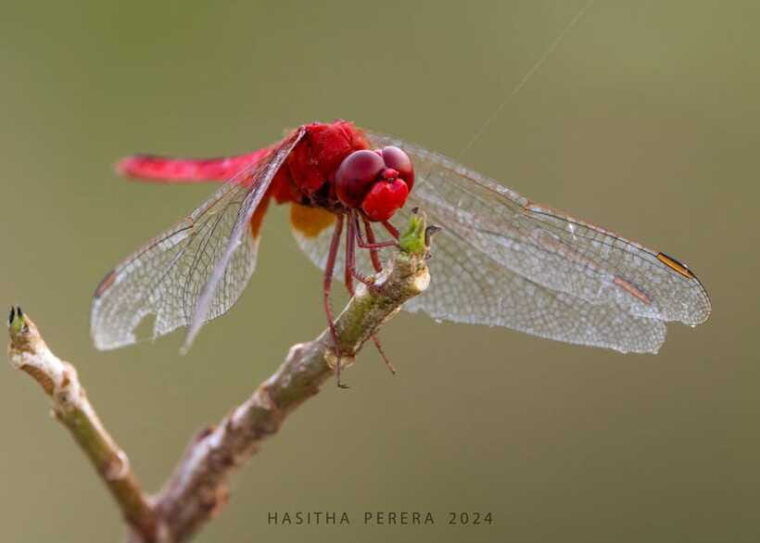 colombo-bird-watching-around-colombo-guided-tour-06-hours