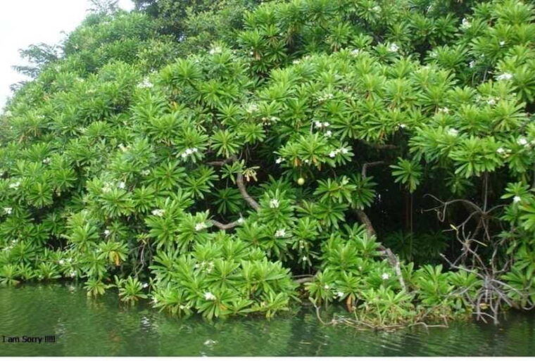 colombo-negombo-muthurajawela-dutch-canal-boat-adventure