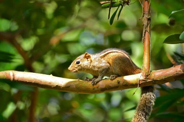 colombo-water-rafting-bird-watching-village-rainforest