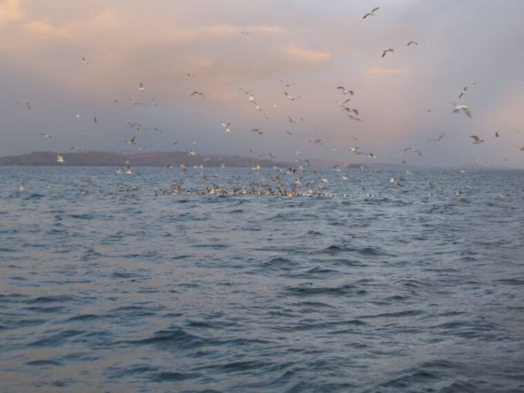 county-cork-whale-dolphin-watching-boat-trip