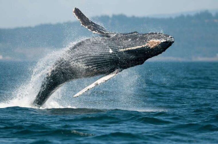 cowichan-bay-half-day-whale-wildlife-adventure