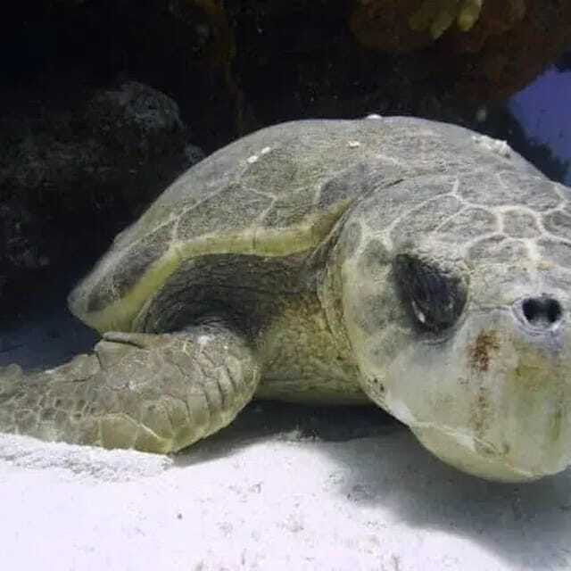 cozumel-diving-experience-from-boat