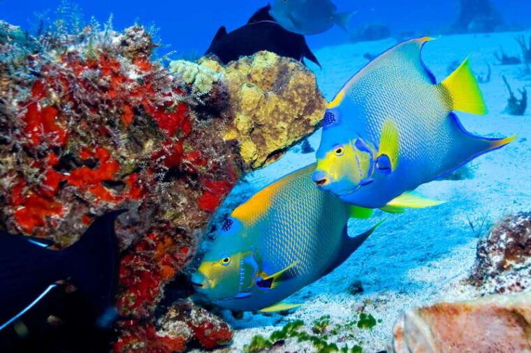 cozumel-the-sky-palancar-snorkel-with-open-bar-ceviche