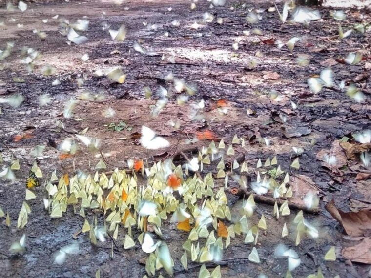 cuc-phuong-forest-the-forest-of-thousands-of-butterflies