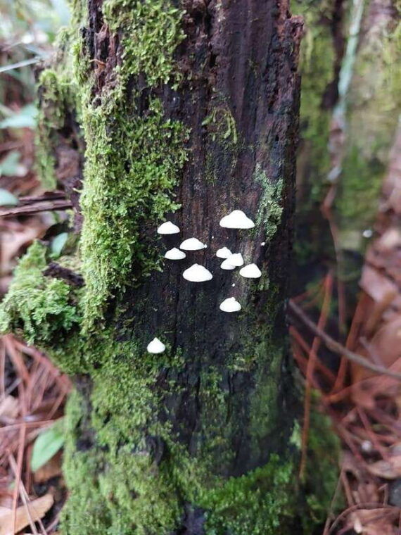 da-lat-langbiang-peak-trekking-tour-with-camping-karaoke