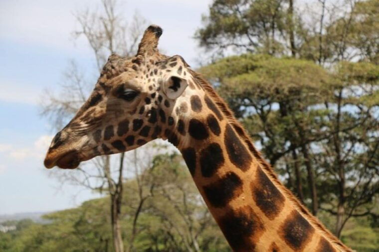 day-tour-david-sheldrick-elephant-trust-giraffe-center