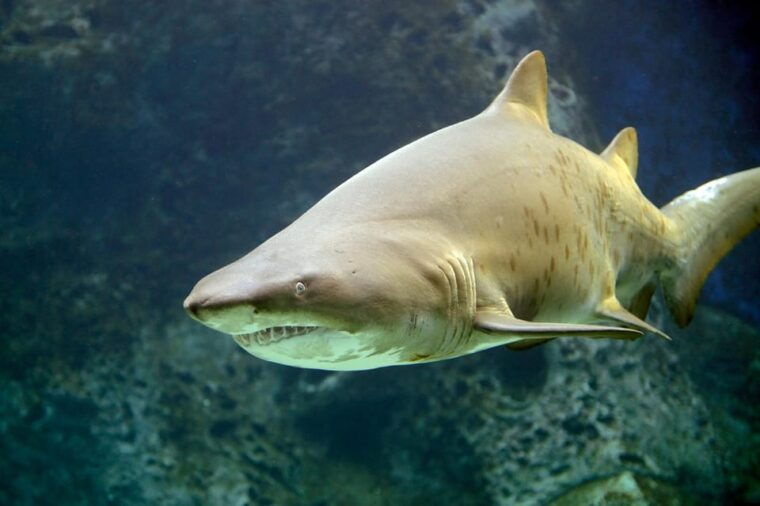 dingle-oceanworld-aquarium-admission-ticket