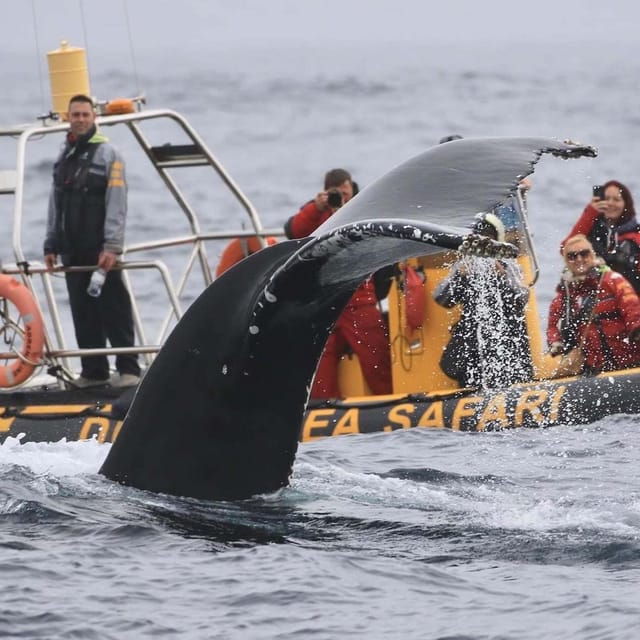 dingle-sea-safari-by-rib-boat