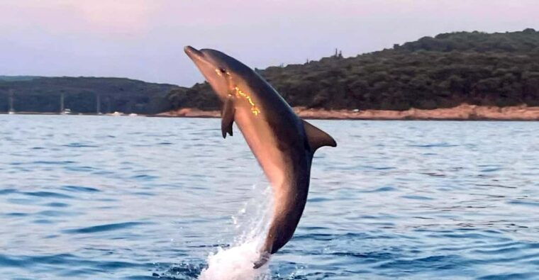 dolphin-private-sunset-tour-rovinj