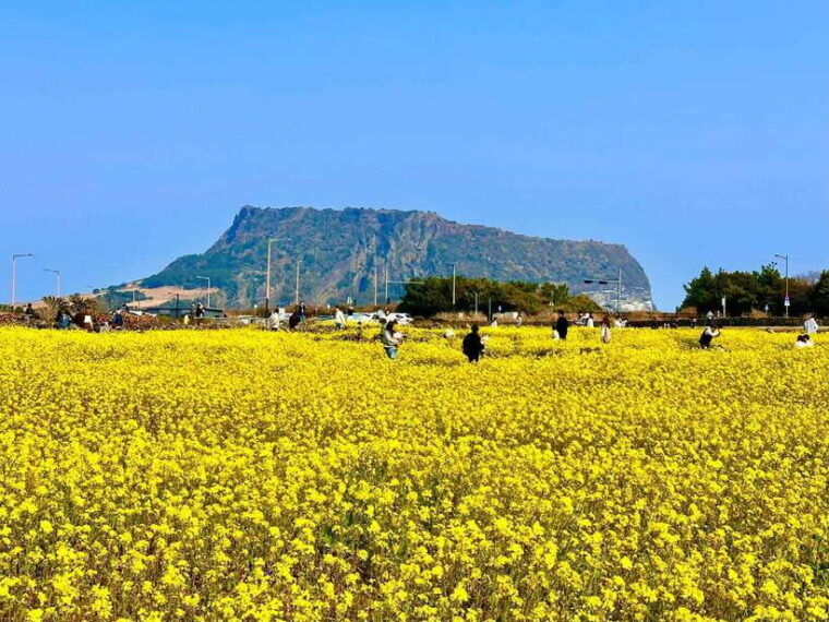 east-jeju-cherry-blossom-tangerine-picking-small-group-tour