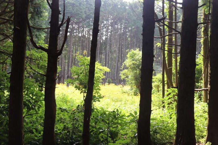 east-of-jeju-island-bus-tour-from-seogwipo-city-jeju-island
