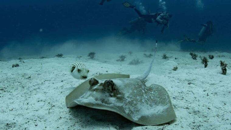 el-nido-manta-ray-diving-experience-in-sibaltan