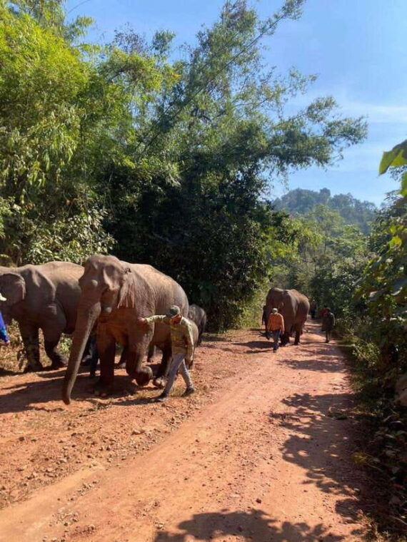 elephant-home-sanctuary-in-muang-thong-sayaboury-laos