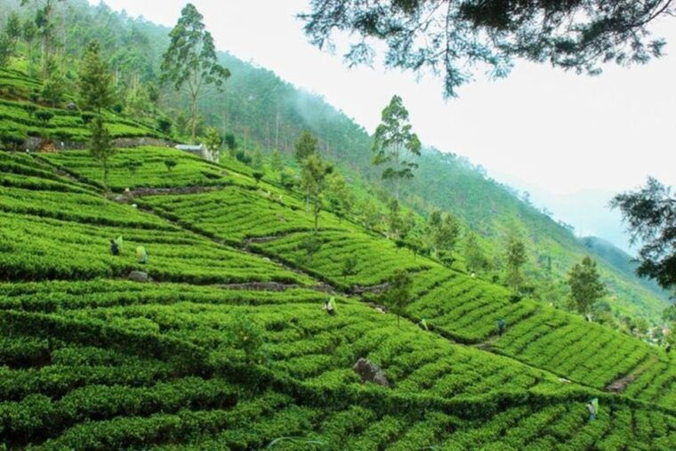 ella-liptons-seat-tea-factory-tea-plantation-day-tour
