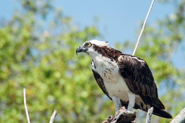 everglades-national-park-pontoon-boat-tour-boardwalk