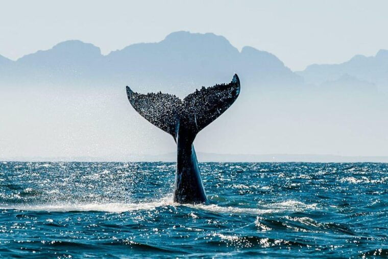 exciting-humpback-whale-tour-food-puerto-vallarta