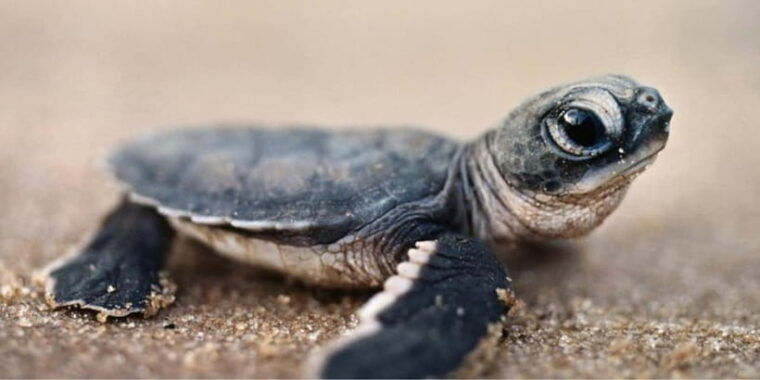 exclusive-madu-river-safari-turtle-farm-tour-from-colombo