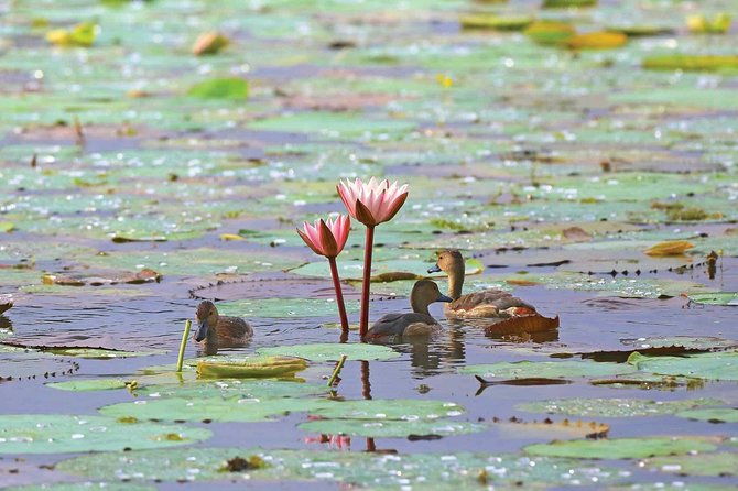 Exclusive : Muthurajawela Bird Watching Tour - The Sum Up