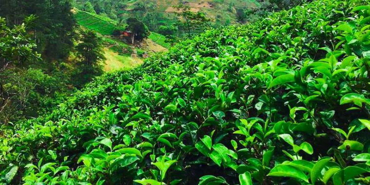 exclusive-village-trekking-tour-at-ramboda