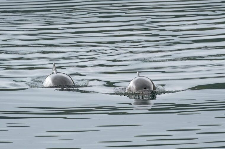 explore-the-norwegian-fjords-and-the-wildlife-from-abisko-2