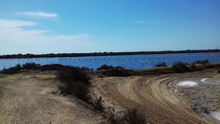 faro-bike-tour-through-the-beautiful-ria-formosa