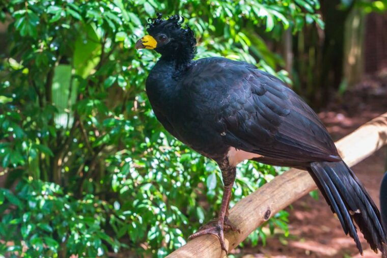 foz-do-iguacu-bird-park-experience
