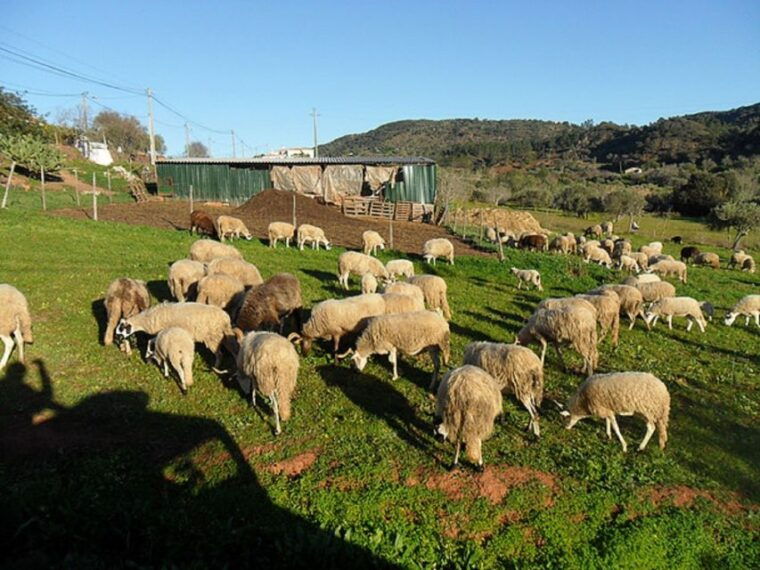 from-albufeira-half-day-algarve-jeep-safari