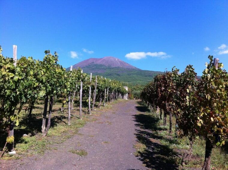 from-amalfi-pompeii-and-mount-vesuvius-winery-private-tour