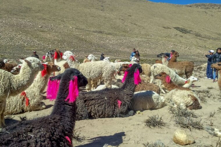 from-arequipa-2-day-colca-canyon-tour-with-transfer-to-puno