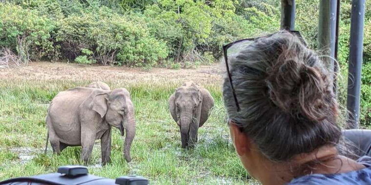 from-arugambay-yala-national-park-safari-dropoff-in-ella