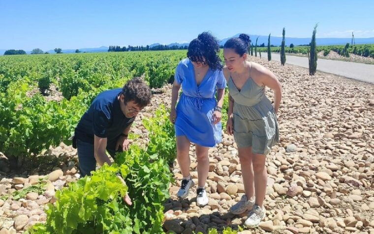 from-avignon-chateauneuf-du-pape-half-day-wine-tour