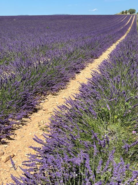 from-avignon-lavender-tour-around-valensole-or-sault