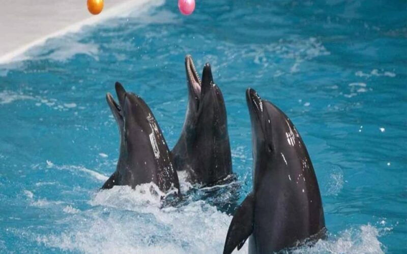 from-belek-dolphin-show-with-transfers