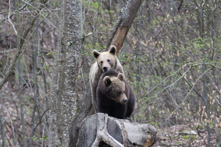 from-brasov-brown-bear-watching-in-the-carpathian-mountains