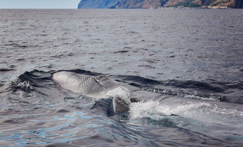 from-calheta-madeira-whale-and-dolphin-watching-boat-tour