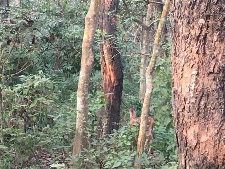 from-chitwan-half-day-caneoing-jungle-walk-with-guide