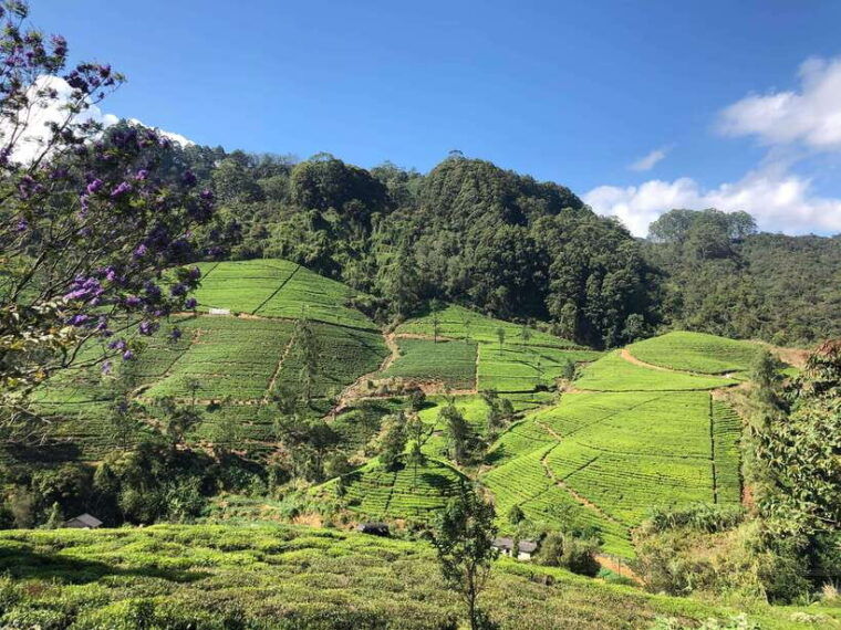 from-colombo-5-day-tour-to-kandy-sigiriya-and-nuwara