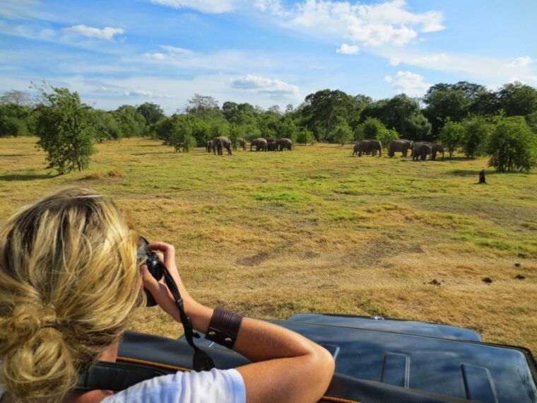 from-colombo-private-minneriya-national-park-day-safari