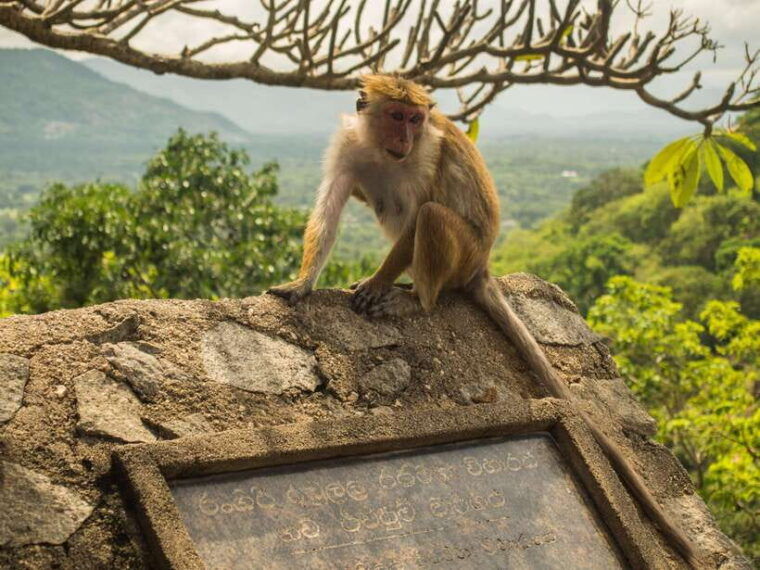 from-colombo-sri-lanka-heritage-5-day-private-tour